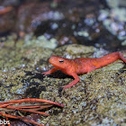 Eastern Newt