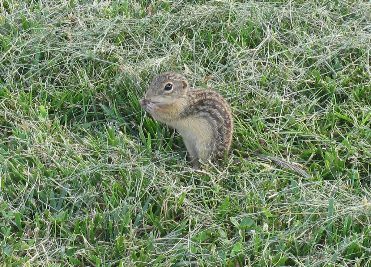 13-Lined Ground Squirrel/Striped Gopher