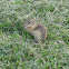 13-Lined Ground Squirrel/Striped Gopher