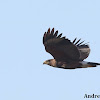 Harris's Hawk