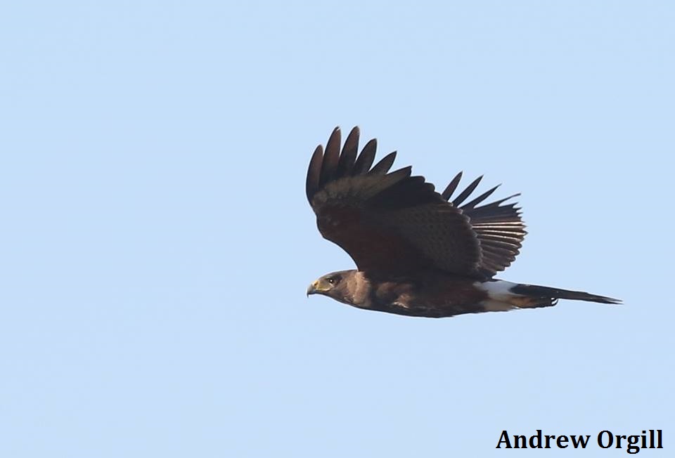 Harris's Hawk