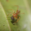 Ant mimicking jumping spider