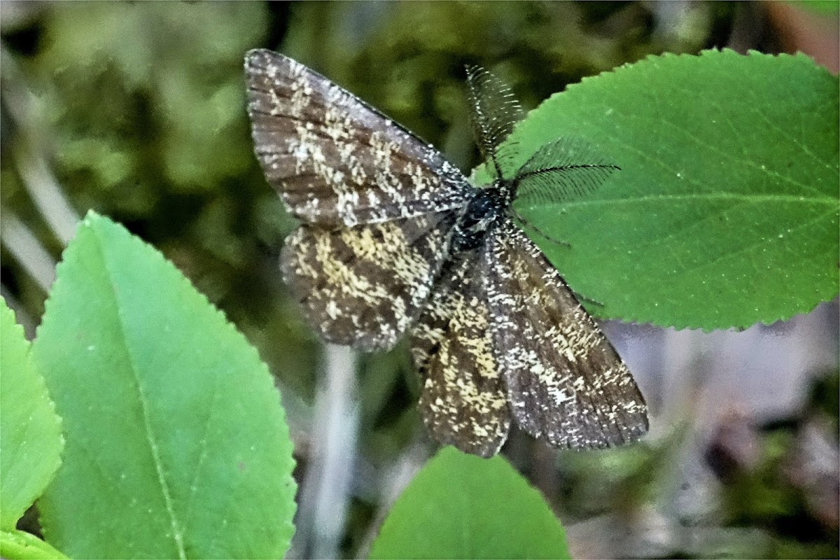 Common Heath