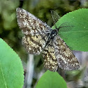 Common Heath