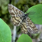 Common Heath