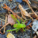 Common Garden Katydid