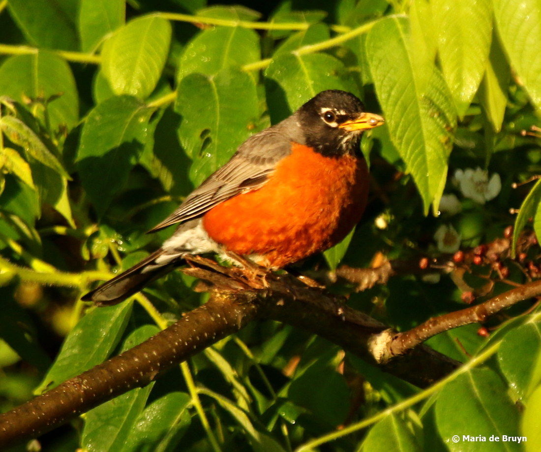 American robin