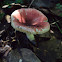 Russula