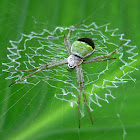 Green ZigZag Spider