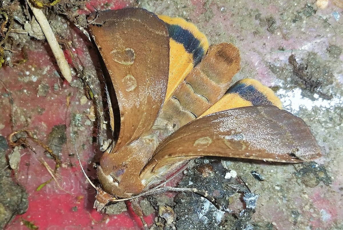 Large yellow underwing