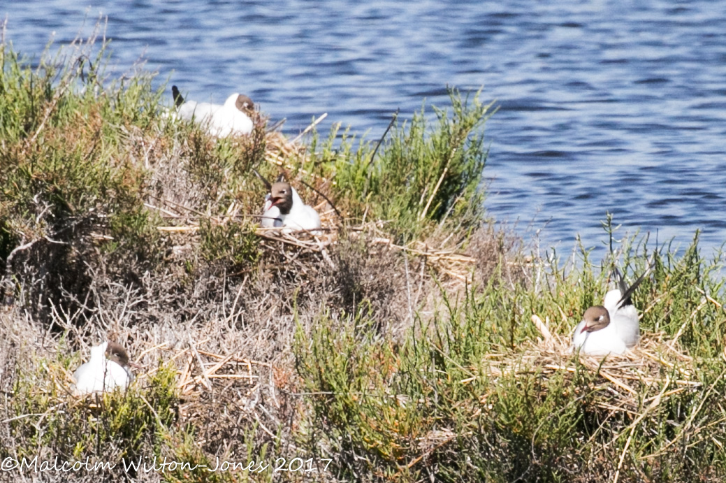 Black-headed Gull; Gaviota Reidora