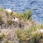 Black-headed Gull; Gaviota Reidora