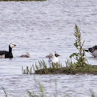 Barnacle Goose