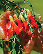 Cancer bush is one of the indigenous plants from which products are being developed.