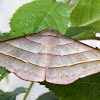 Triple-Banded Geometer