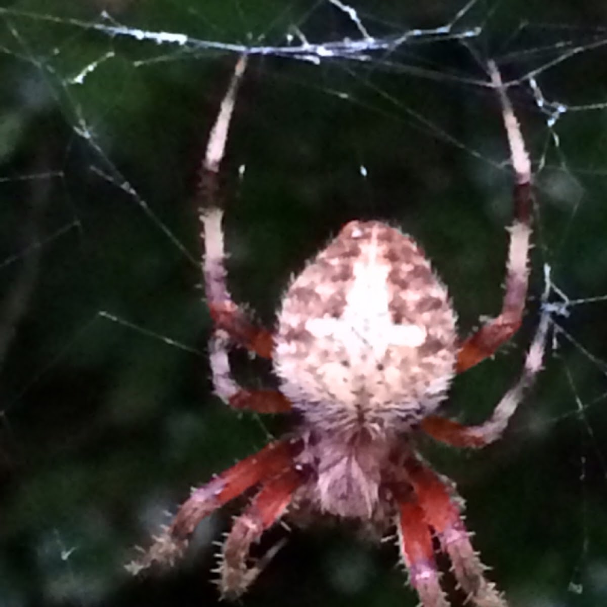 Cross Orbweaver