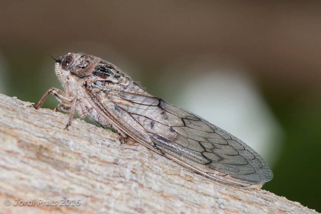 cicada