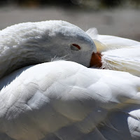 Il sonno del cigno di 