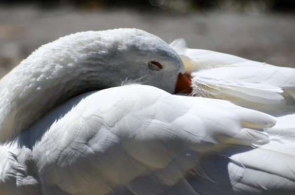 Il sonno del cigno di ely50