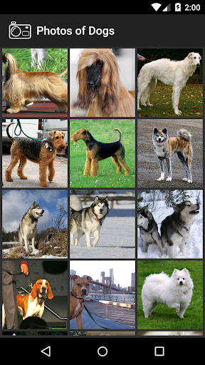 Photos of Dogs