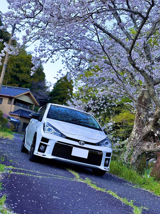 ヴィッツの俺のヴィッツ・桜と愛車に関するカスタム事例の投稿画像2枚目