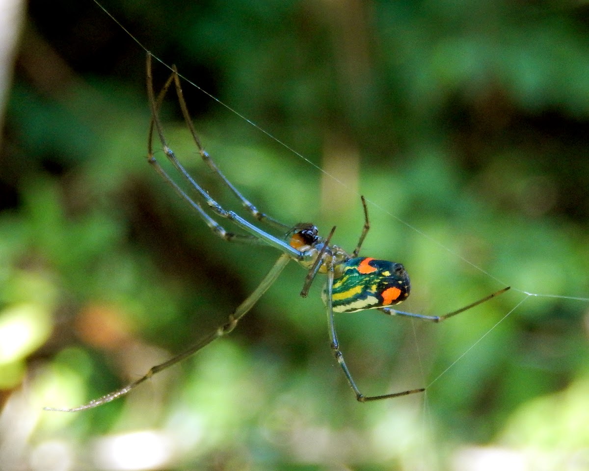 Orchard Orbweaver