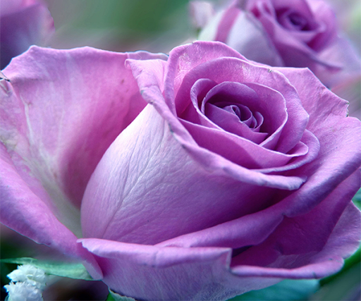 Purple Rose Live Wallpaper