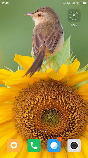 Sunflower Wallpaper HD
