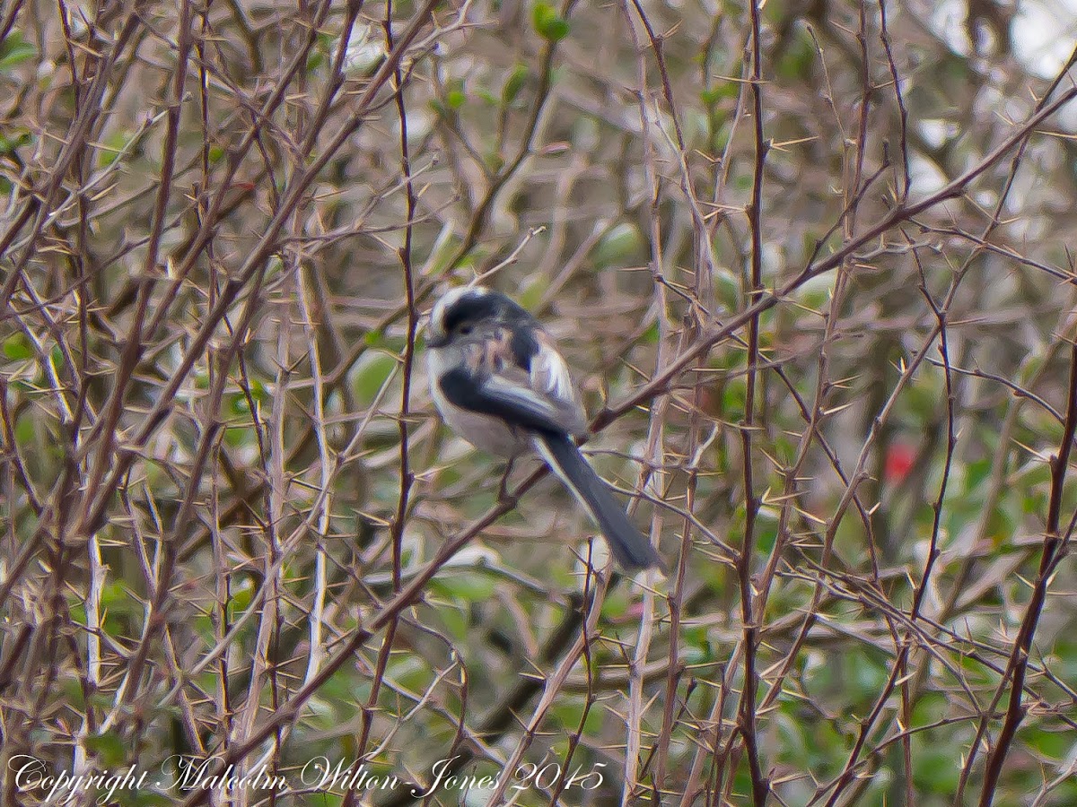 Long-tailed Tit