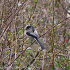 Long-tailed Tit