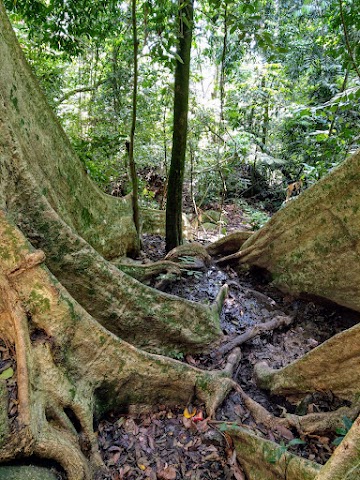 Bukit Bal Twin Trees