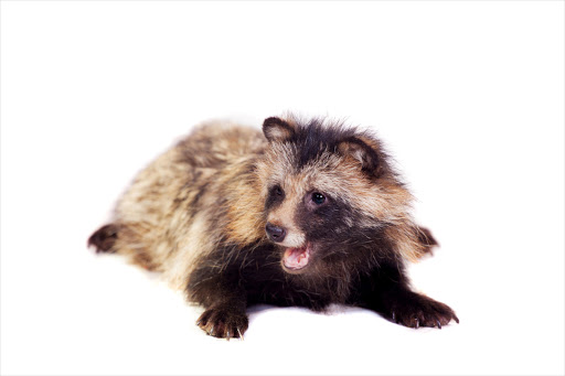 Raccoon dogs are being mass farmed for the fur industry - driving prices below those for faux fur.