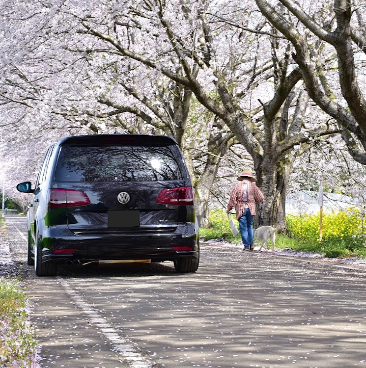 ゴルフトゥーランの春の交通安全週間・桜と愛車・桜とコラボ・車のある風景・ドライブに関するカスタム事例の投稿画像2枚目