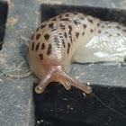 Leopard Slug