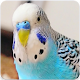 Download Budgie Bird Sound: Budgie Singing & Budgie Talking For PC Windows and Mac 1.1.0