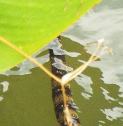 Banded Water Snake