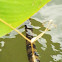 Banded Water Snake