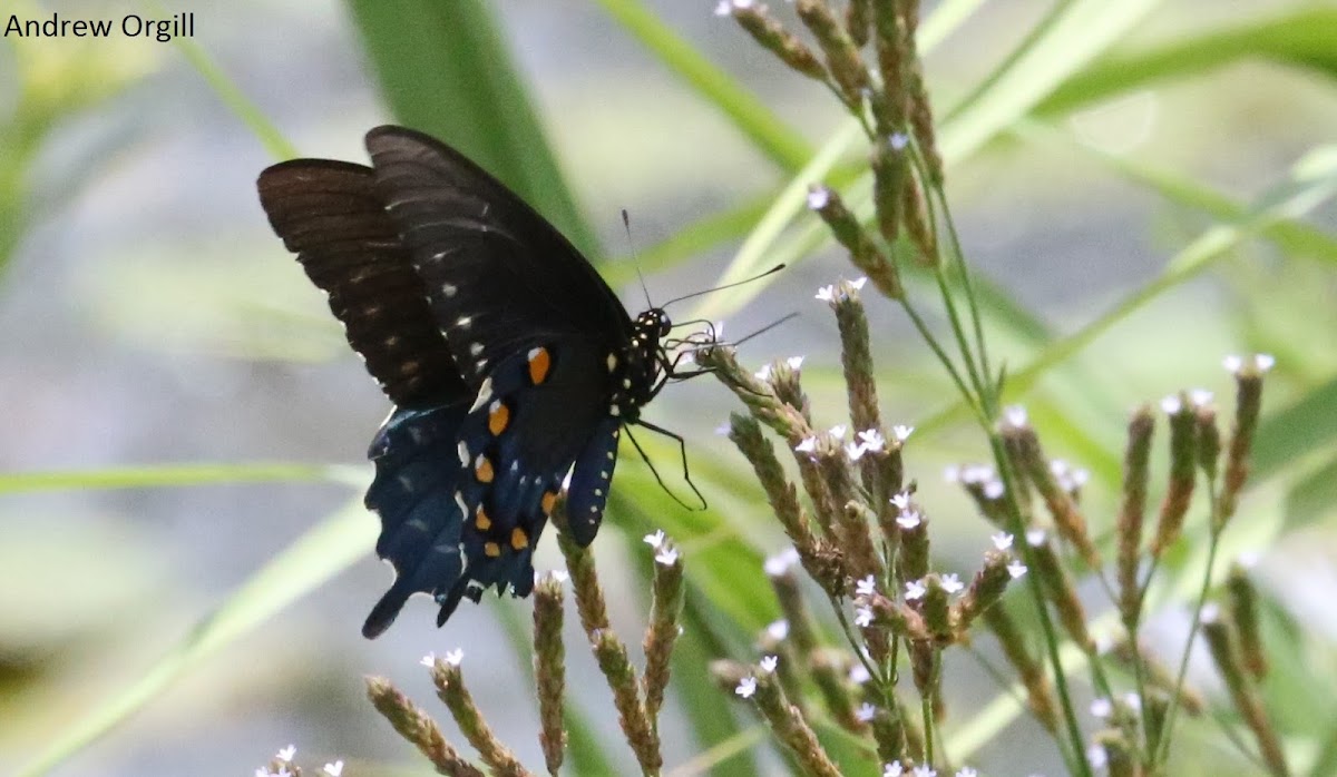 Pipevine Swallowtail