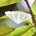 Crambid Snout Moth