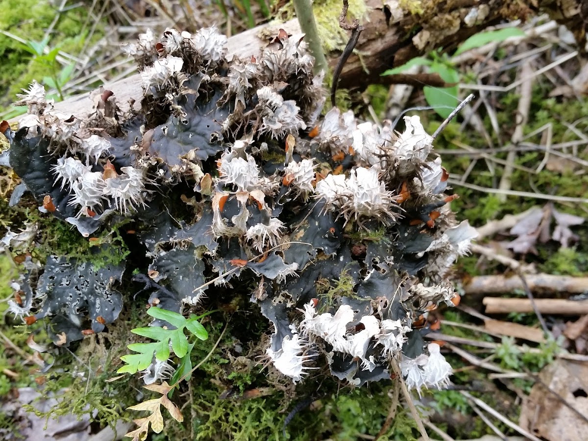 Dog lichen