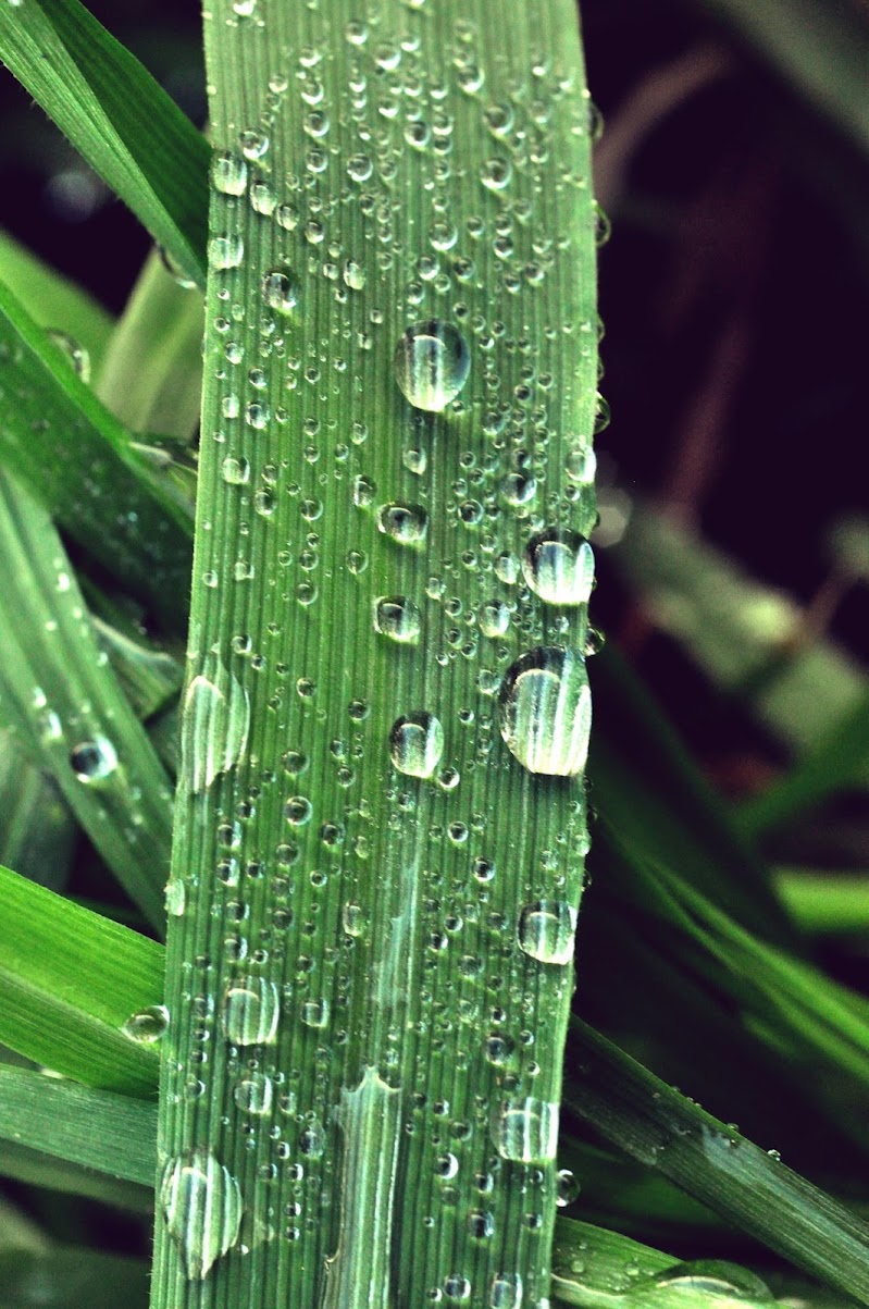 Il verde dopo la pioggia di fanny_vigna