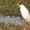 Snowy Egret