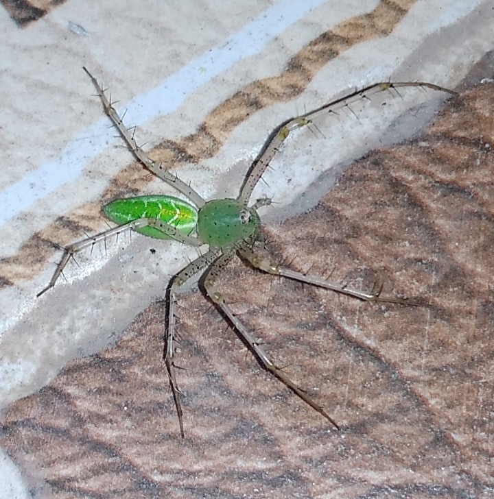 Indian Green Lynx Spider