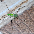 Indian Green Lynx Spider