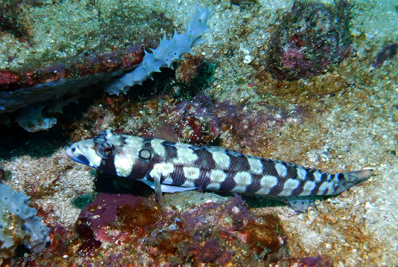 Reticulated sandperch