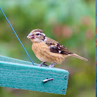 Le Conte's Sparrow