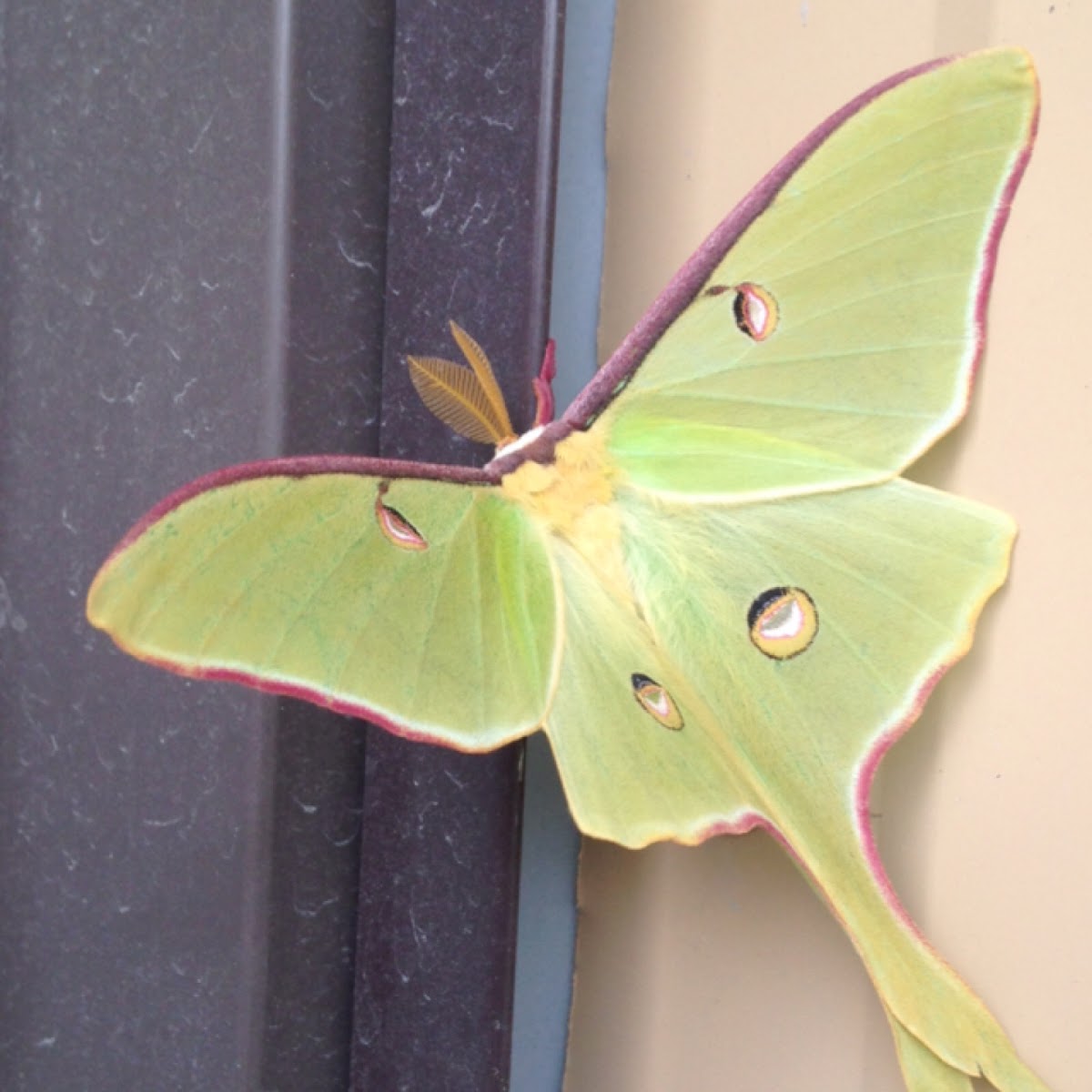 Luna Moth