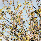 Chaffinch; Pinzón Común