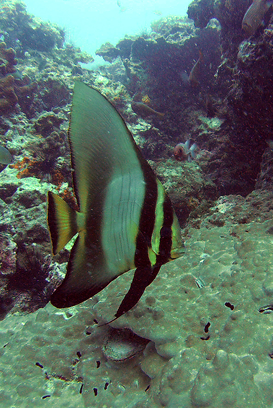 Dusky Batfish