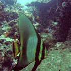 Dusky Batfish